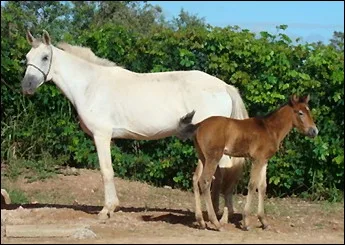 GERATRIZ DE ANANIAS