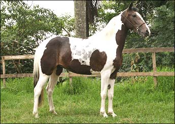APHRODITE DO LUTY