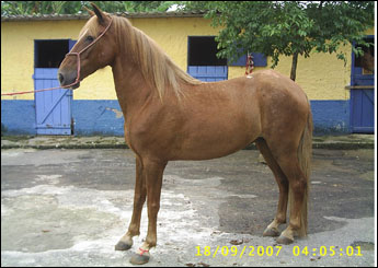 DOURADO DO R.C.