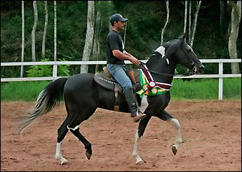DIAMANTE NEGRO SASSÁ (CAMP. NAC.)