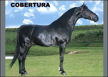 Sem nome Informado - 2424