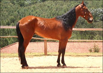 OESTE DA SANTA ROSA