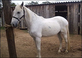 BRILHANTE