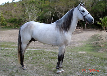 FUNIL E.A.O.