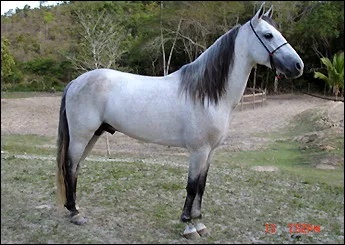 FUNIL E.A.O.