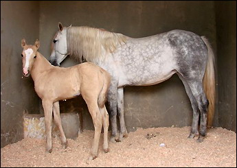 DUKE DO RANCHO BEATRIZ
