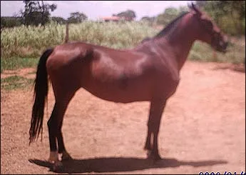 ARONEZA DOS PALMARES