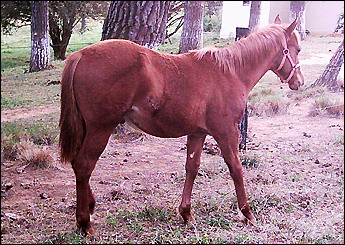 DREAM BEE DEE NH