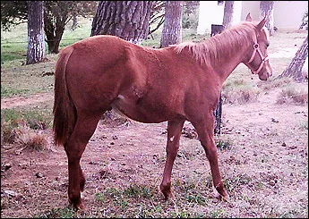 DREAM BEE DEE NH