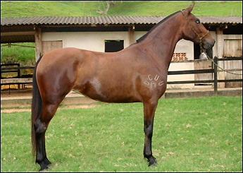 ONÇA DE SAMBAQUI