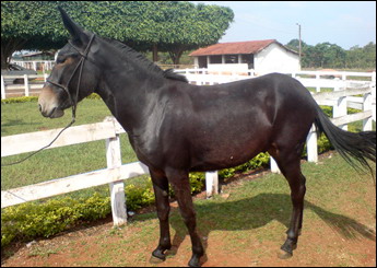 BARÃO