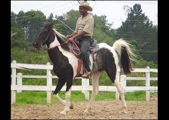 CACIQUE