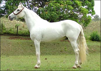 NEVOEIRO DA MATA
