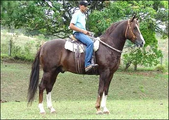 INDIANO RA