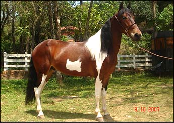CHEROKEE DO RASF