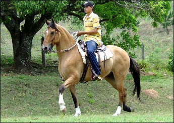 CACIQUE DA MATA
