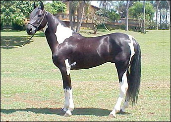 YAGO PDA