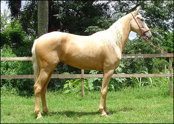 XUXA