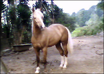 SARGENTO