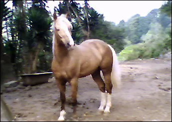 SARGENTO