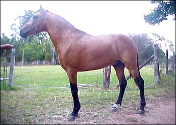 BRONZE PDA