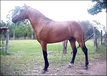 BRONZE PDA