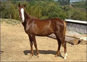 SERENA VHC