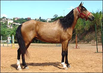 DOURADO VHC