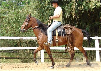 MUSTANG