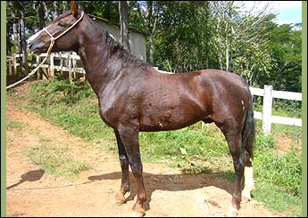 MANDARIN TRES RIOS