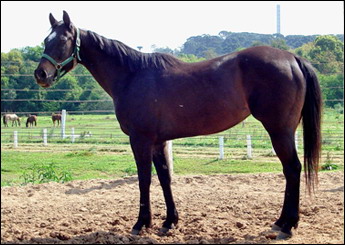 DECK FILLY MK
