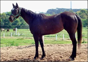 DECK FILLY MK