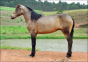 GRANITO DO LM