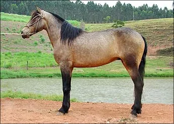 GRANITO DO LM