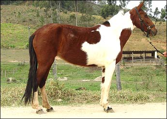 SURPRESA
