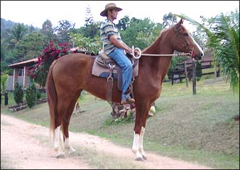 LOUISIANA DA JAUAPERI (TE)