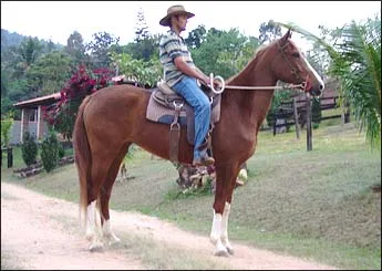 LOUISIANA DA JAUAPERI (TE)