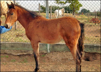 ALTER DA JOMAR