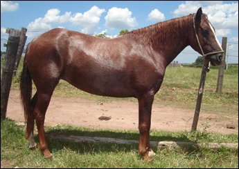 CIGANA