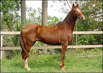 PROVÉRBIO