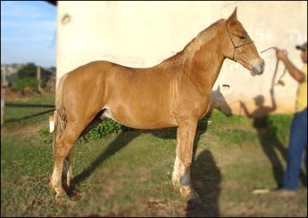 ARAMIS