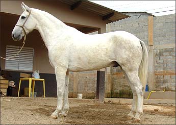 ZABELÉ DA JAIBENSE