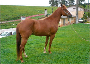 OFICEBOY ROYAL
