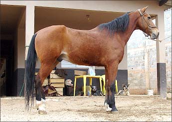 MUSTANG DA MORRO BRANCO