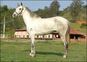 LUMA