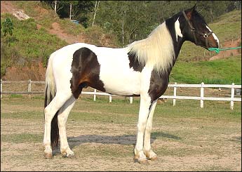 APACHE