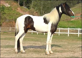 APACHE