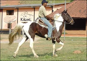 SIUOX