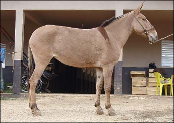 PALOMA DA MARRO BRANCO