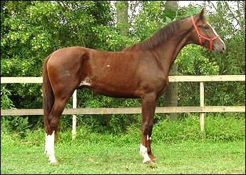 APOLO MFP